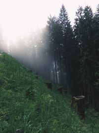 Trees in forest against sky