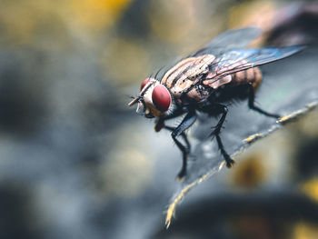 Close-up of fly on twig