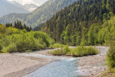 Scenic view of pine trees in forest