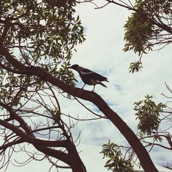 Low angle view of birds perching on branch