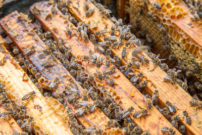 High angle view of bee on leaf