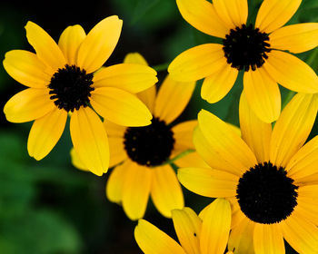 Close-up of fresh yellow flowers blooming outdoors