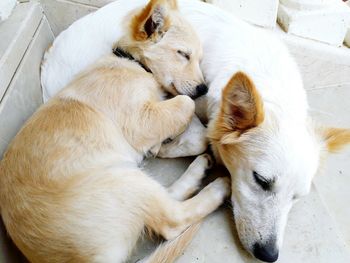 Directly above shot of dog and puppy relaxing on footpath