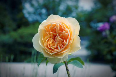 Close-up of rose blooming outdoors