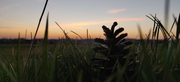 Close-up of silhouette plants on field against sky during sunset