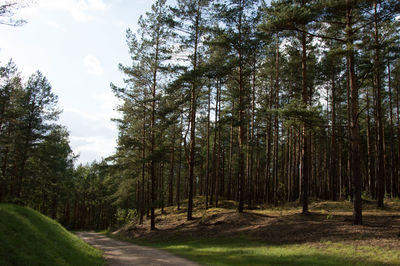 Trees in forest against sky