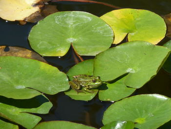 High angle view of lotus water lily in lake