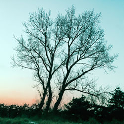 Silhouette tree against sky during sunset