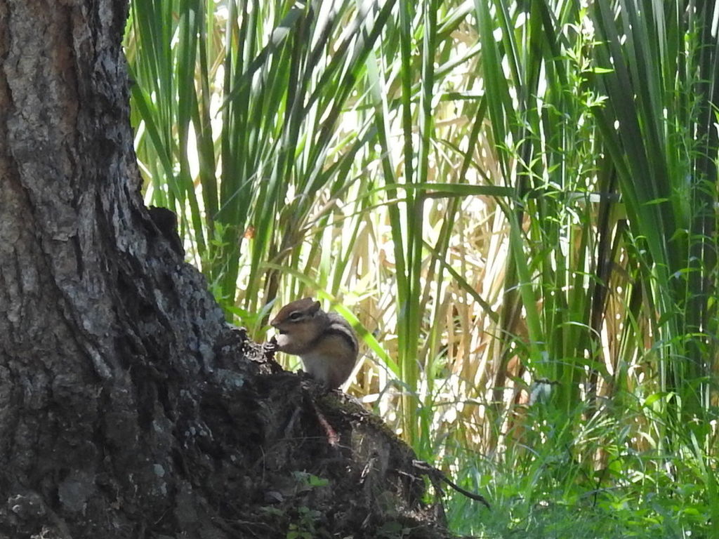 MALLARD DUCK ON TREE