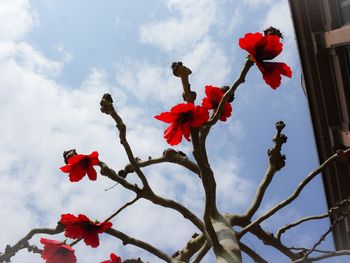 Low angle view of red flowering plant against sky