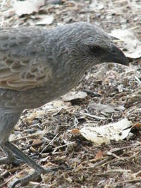 Close-up of bird on land