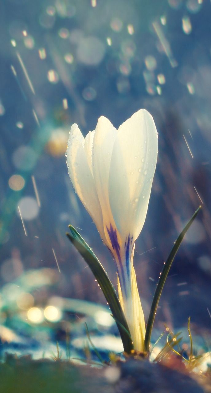 flower, petal, fragility, freshness, flower head, white color, close-up, beauty in nature, growth, single flower, water, focus on foreground, nature, plant, blooming, in bloom, stem, white, outdoors, day