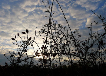 Plants against sky