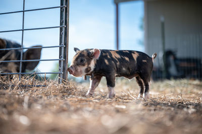 Brown, black and white piglets playing