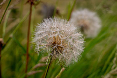 Close-up of dandelion flower