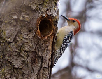 Close-up of bird perching on tree