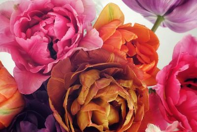 Close-up of pink roses