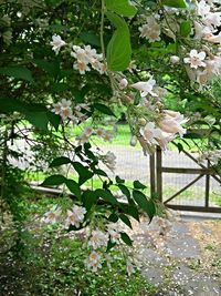 Plant growing on tree