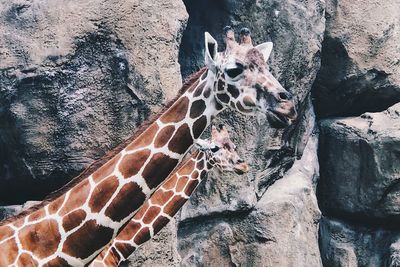 Close-up of giraffes against rock