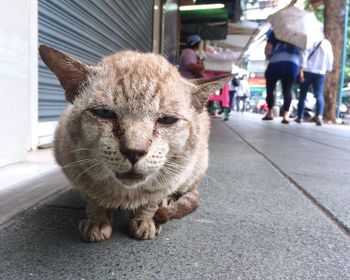 Portrait of cat on street in city