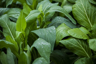 Close-up of green leaves