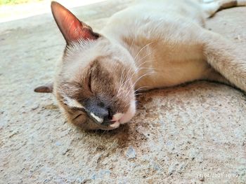 High angle view of cat sleeping