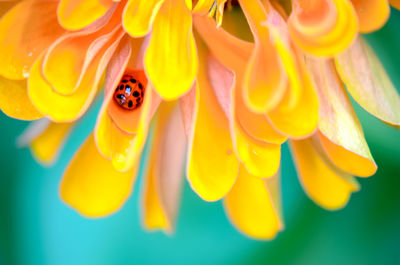 Close-up of insect on yellow flower