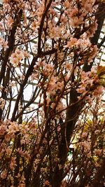 Low angle view of pink flowers blooming on tree