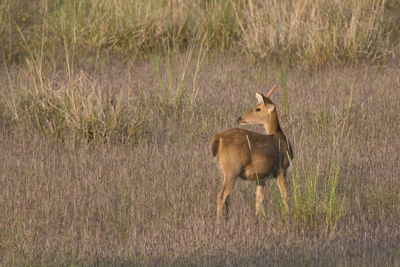 Side view of deer standing amidst plants on land