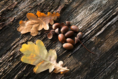 Close-up of dry leaf on table