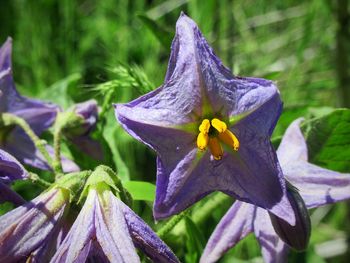 Close-up of purple flowering plant