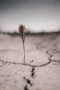 Close-up of wilted flower on land against sky