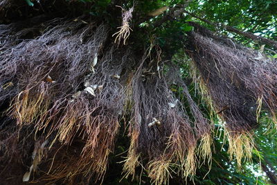 Low angle view of trees growing in forest