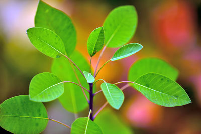 Close-up of plant leaves