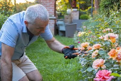 Mature gardener making arrangement and cutting a rose bush using pruning shears.