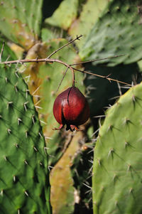 Close-up of pomegranate against cactus