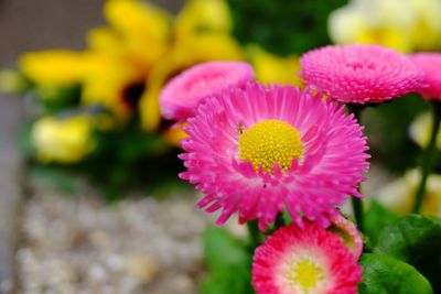 Close-up of pink flowering plant