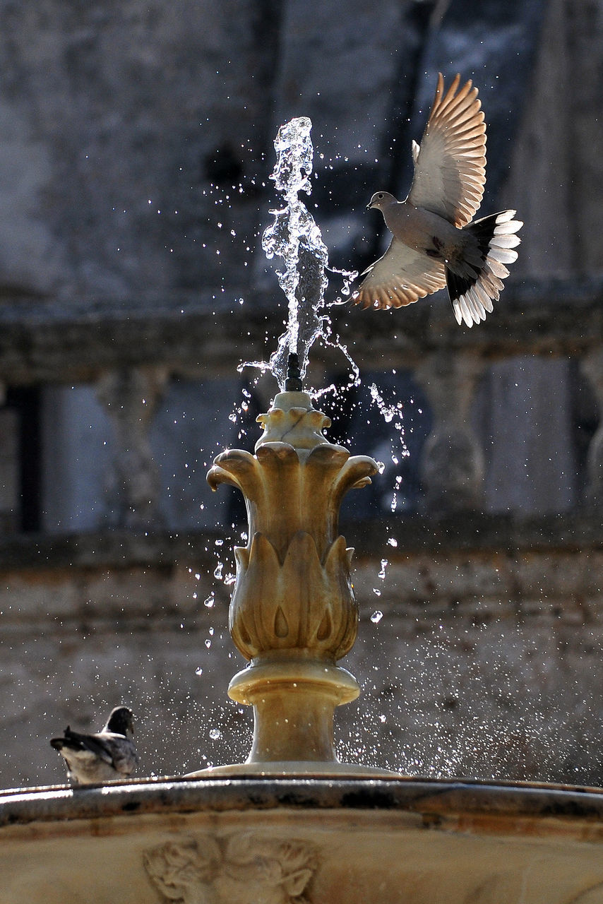 water, motion, animal themes, animal, animal wildlife, no people, day, focus on foreground, vertebrate, fountain, animals in the wild, splashing, representation, close-up, one animal, bird, spread wings, nature, architecture, outdoors