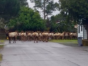 Horses on road by trees