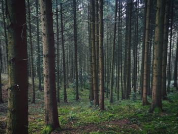 Trees in forest