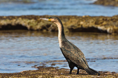 View of bird on beach