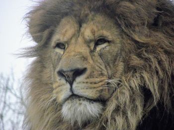 Close-up portrait of lion