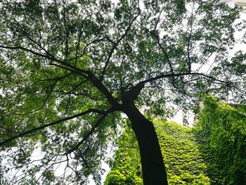 Low angle view of tree against sky