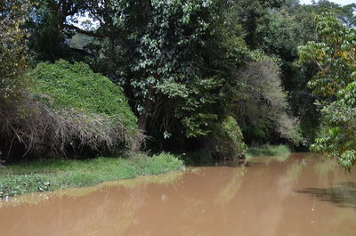 Trees by lake in forest