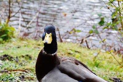 Close-up of bird on plant