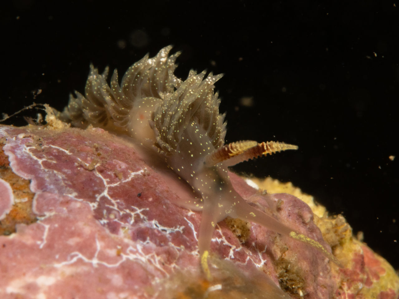 marine biology, sea, animal themes, animal wildlife, underwater, animal, reef, wildlife, undersea, sea life, water, marine, one animal, macro photography, nature, coral, aquarium, no people, close-up, outdoors