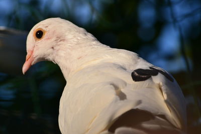 Close-up of eagle