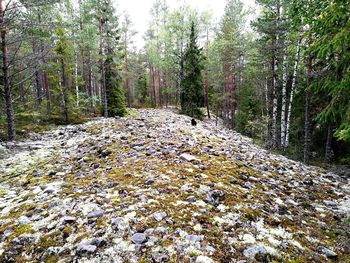 View of trees in forest