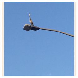 Low angle view of birds flying against blue sky