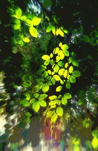 High angle view of leaves floating on lake